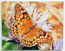 tawny emperor wm
