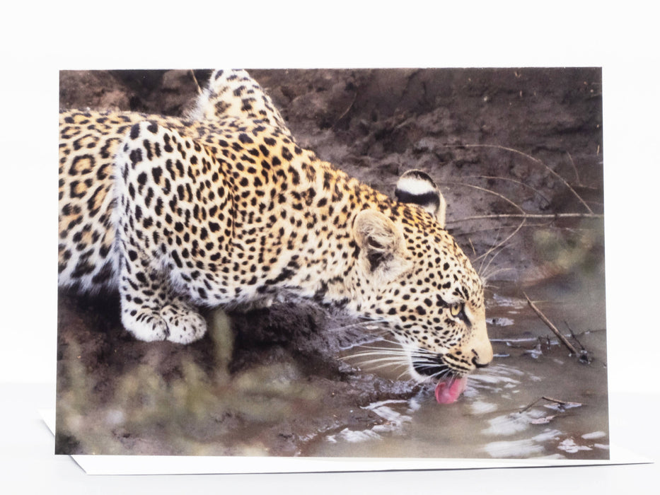 Leopard Photography Greeting Card